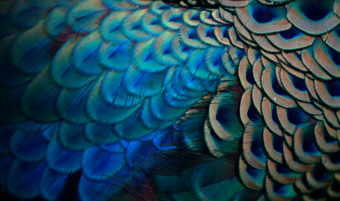 Biomimicry in Textiles: How Nature is Inspiring Fashion