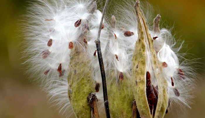 Sustainable Milkweed: India’s Warmer, Lighter Wool Alternative