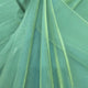 DP7