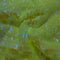 DS03: Neon Green