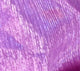 ML02: Fuchsia Rose