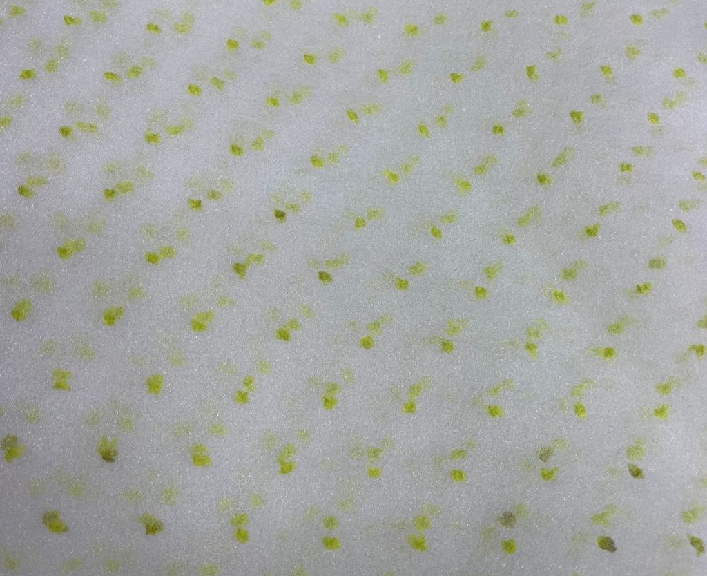 Madonna Organza Dyed Fabric (Two Tone)(Neon on White 11)