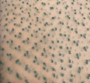 Madonna Organza Dyed Fabric (Two Tone)(Military on Peach 9)