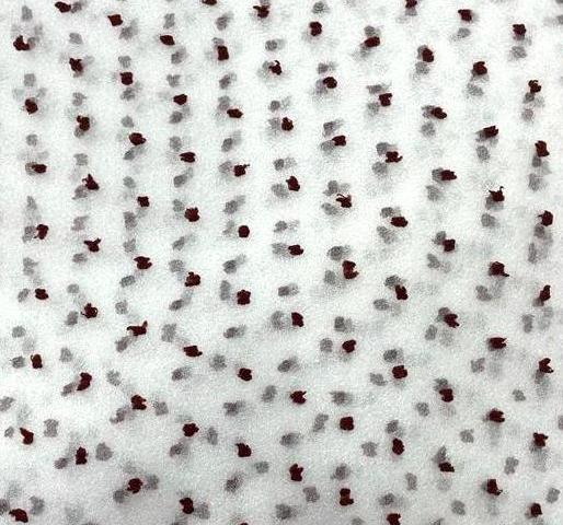 Madonna Organza Dyed Fabric (Two Tone)(Brown on White16)