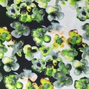 Pond Green Leaf Print On Korean Satin SS22N KSPB32