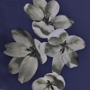 Ivory Floral Print On Snake Crepe Fabric