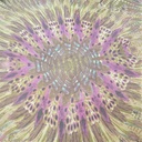 Print On Flat Chiffon FCPS23