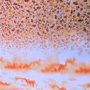 Print On Flat Chiffon FCPS239