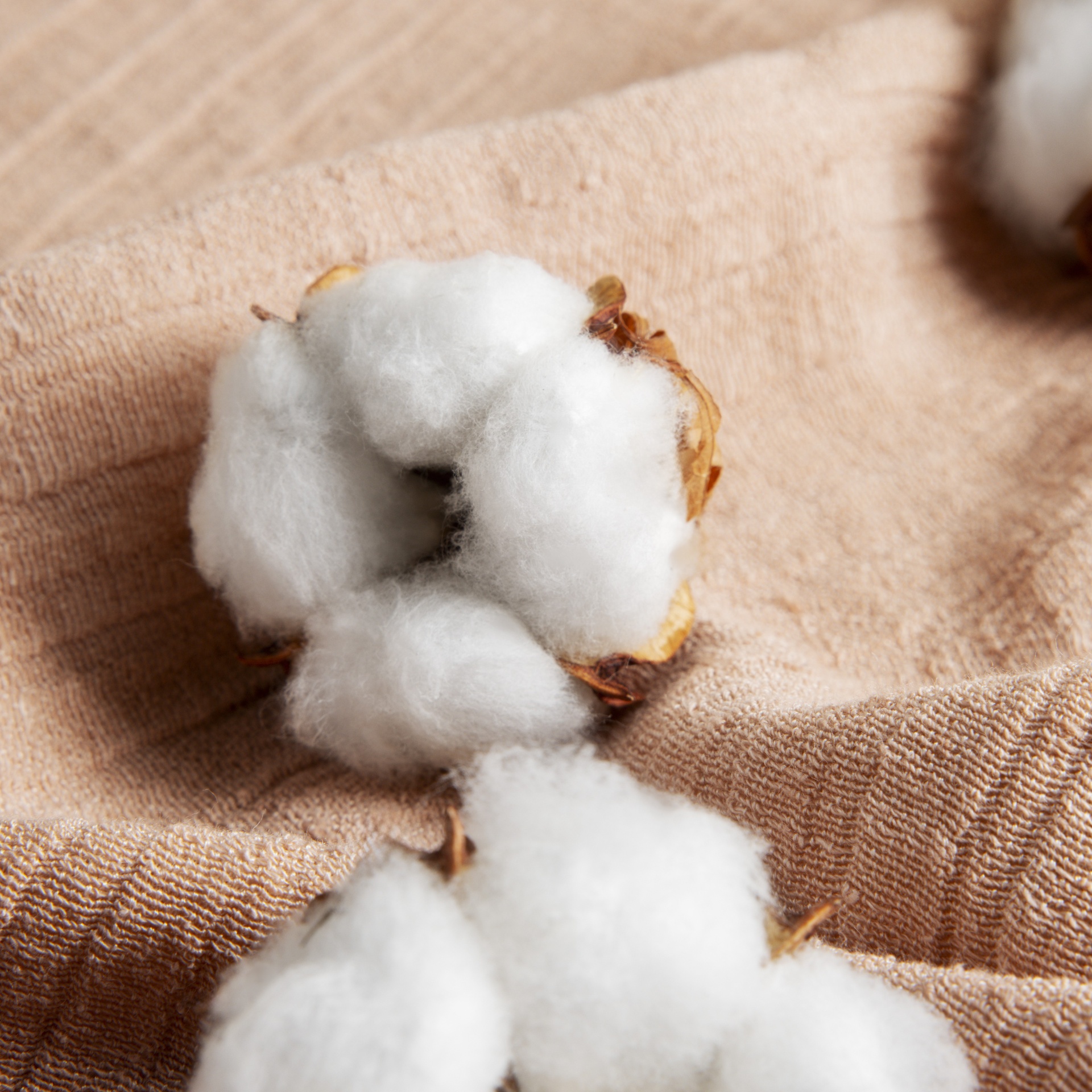 Cotton Fabric